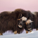 1329d145d92f80f5d2df48943dde39fa