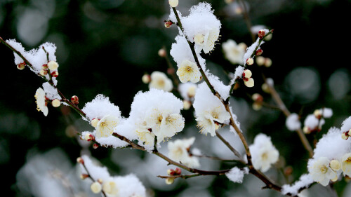 Rissyun2022 1920x1080