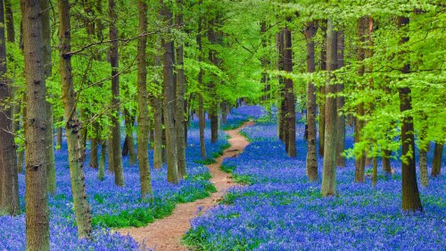 HertfordshireBluebells 1920x1080