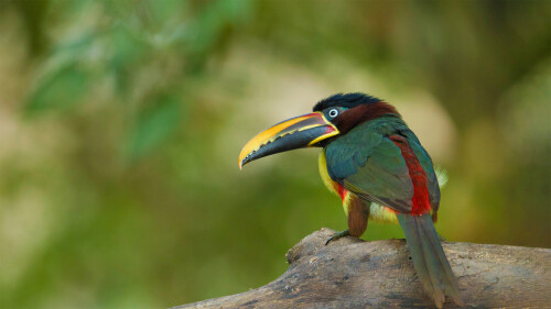 Aracari