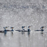 cd0bb140a7a01b13cf3023e6b8160906