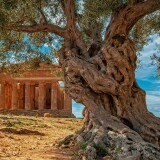 efeca22d8aa1d73a200c58429c818541